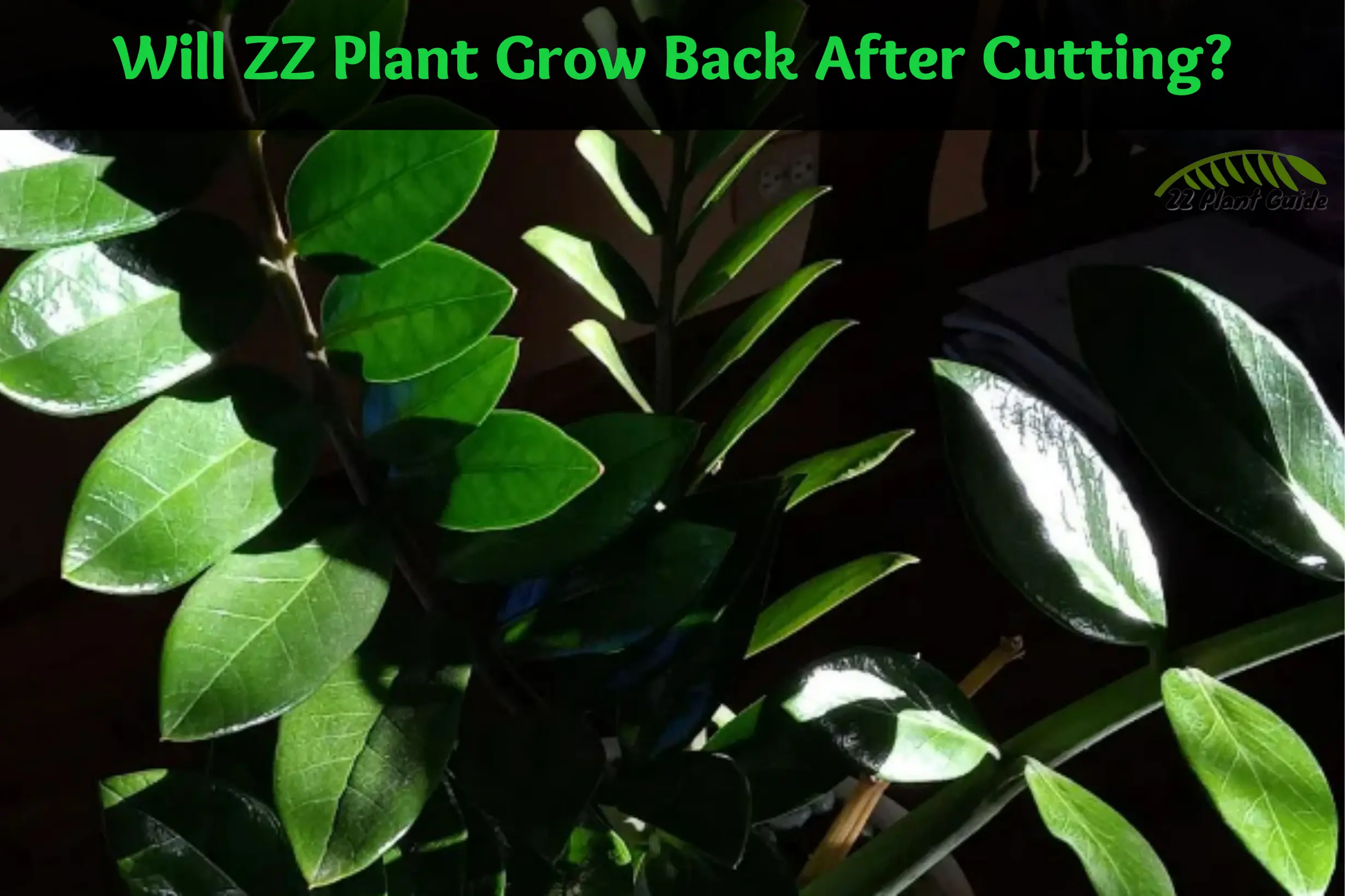 Will ZZ Plant Grow Back After Cutting