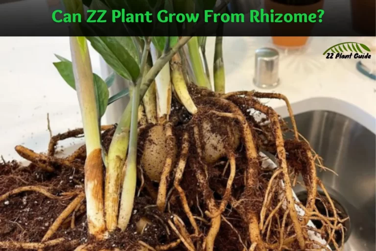 ZZ Plant Rhizome