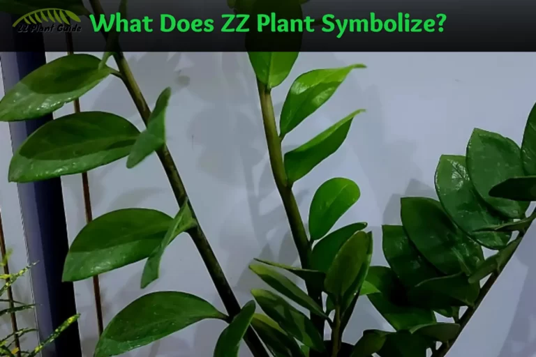 zz plant symbolism