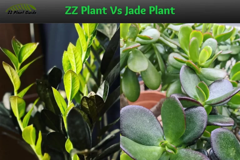 ZZ Plant Vs Jade Plant