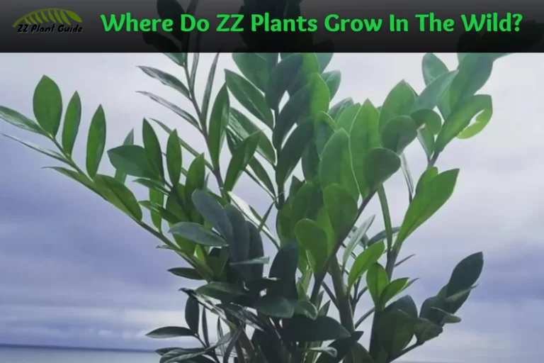 Where Do ZZ Plants Grow In The Wild