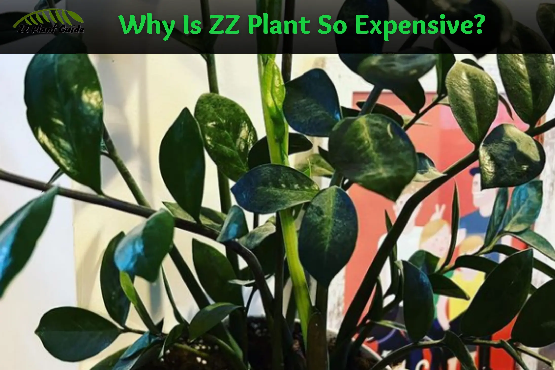 Why Is ZZ Plant So Expensive? Ain't No Ordinary Plant!