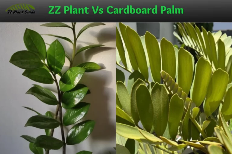 ZZ Plant Vs Cardboard Palm