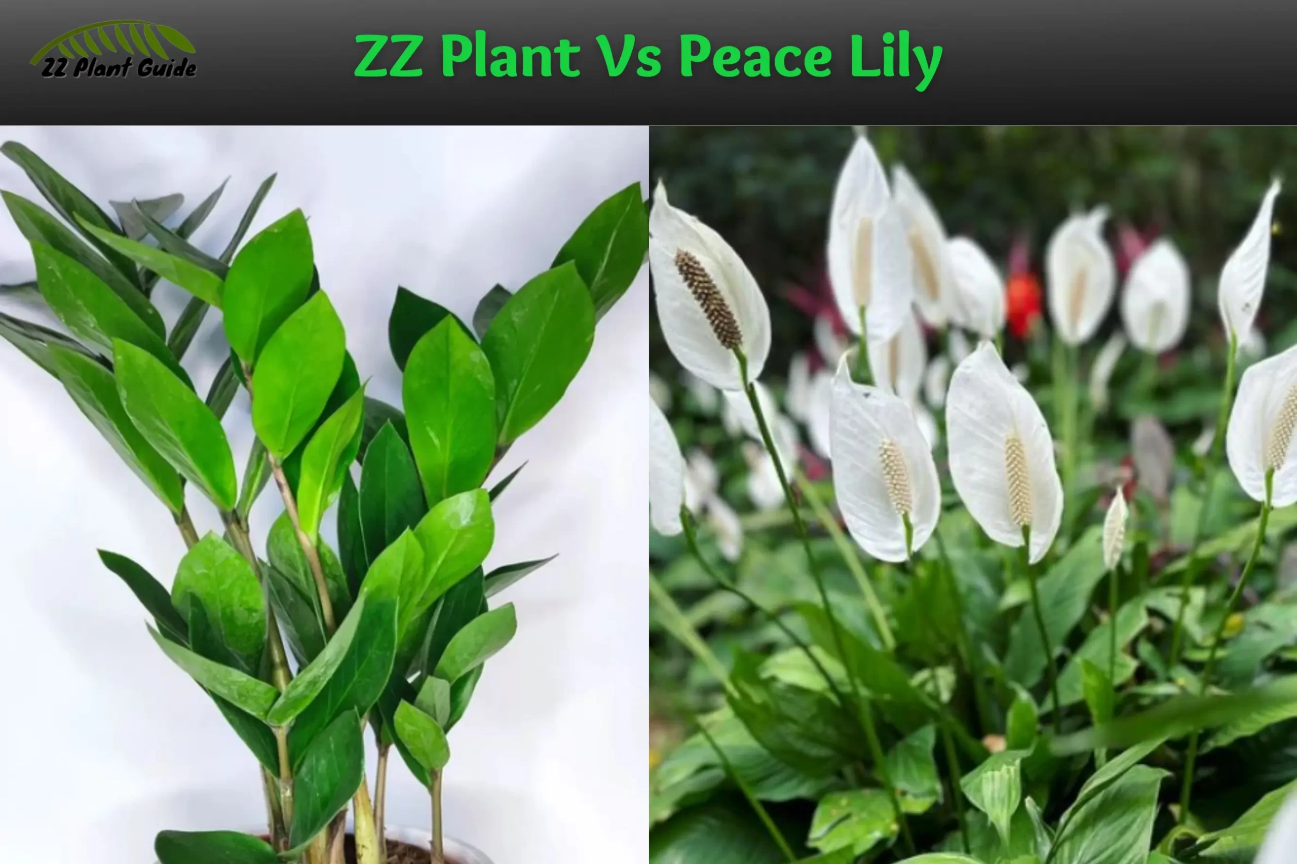 ZZ Plant Vs Peace Lily